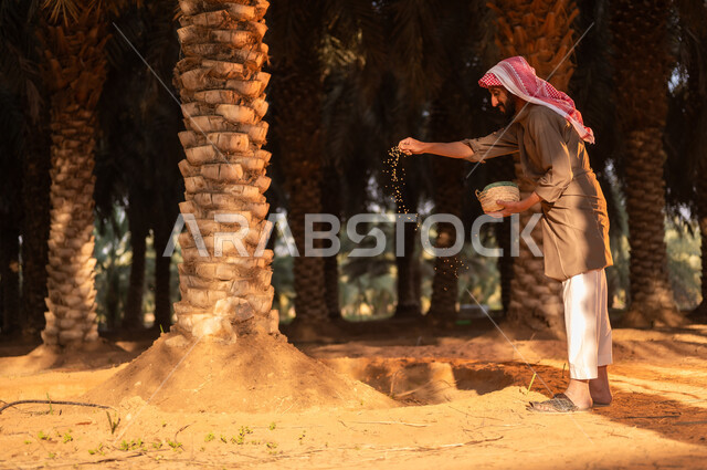 الزراعة والاهتمام بالأشجار المثمرة في مزارع المملكة، قضاء وقت العمل في الهواء الطلق، فلاح عربي خليجي سعودي يرتدي الثوب والعمامة يقوم بنثر بعض الحبوب والبذور، استخدام أدوات شعبية قديمة في العمل في المزرعة، مهن تقليدية سعودية