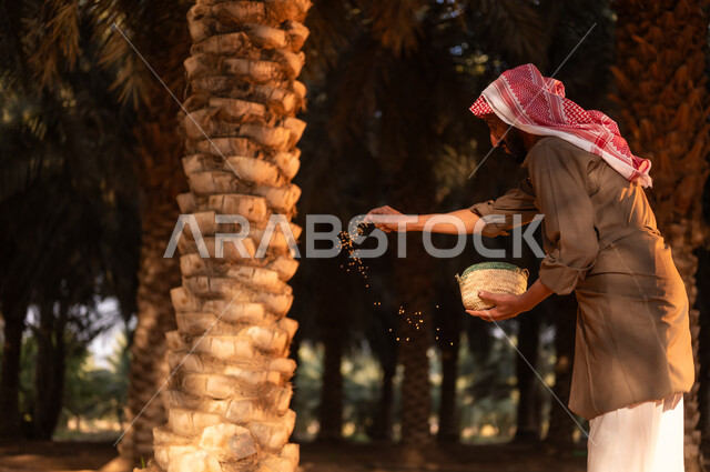 قضاء وقت العمل في الهواء الطلق، فلاح عربي خليجي سعودي يرتدي الثوب والعمامة يقوم بنثر بعض الحبوب والبذور، الزراعة والاهتمام بالأشجار المثمرة في مزارع المملكة، استخدام أدوات شعبية قديمة في العمل في المزرعة، مهن تقليدية سعودية