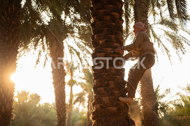 انهاء العمل وانجاز المهام، قضاء وقت العمل في الهواء الطلق، استخدام أدوات شعبية قديمة للعمل في المزرعة، فلاح عربي خليجي سعودي يرتدي زي الحصاد والعمامة ويقوم بالنزول إلى الأرض بواسطة الحبل، جني ثمار التمور في المزارع المحلية للمملكة، مهن تقليدية سعودية