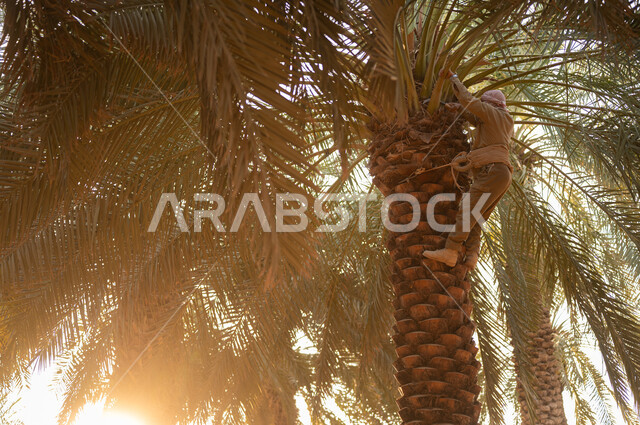 استخدام أدوات شعبية قديمة للعمل في المزرعة، قضاء وقت العمل في الهواء الطلق، فلاح عربي خليجي سعودي يرتدي زي الحصاد والعمامة ويقوم بتسلق شجر النخيل بواسطة الحبل لجني ثمار التمور في المزارع المحلية للمملكة، مهن تقليدية سعودية