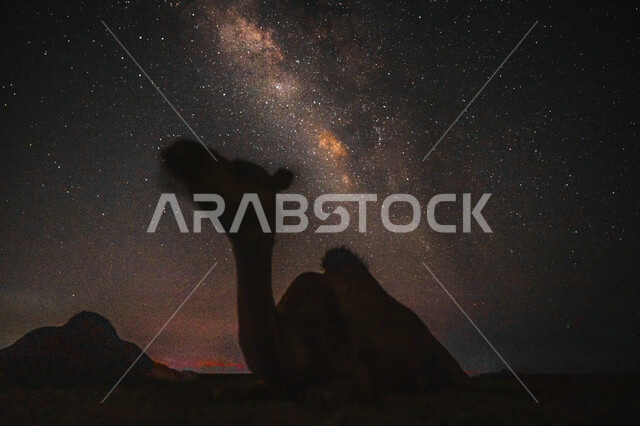 الاهتمام في تربية الحيوانات و المواشي, صورة ظلية لحيوان الجمل يقف في مجرة درب التبانة والنجوم اللامعة في السماء، محميات طبيعية لرعاية الابل ,خلفية الطبيعة