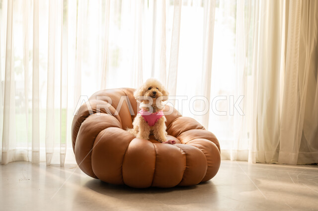 توفير بيئة مريحة للجراء في المنازل، الرعاية والإهتمام بالحيوانات الأليفة، كلب صغير لطيف يجلس على أريكة في غرفة المعيشة، مفهوم الرفق بالحيوان، تربية واقتناء الكلاب المنزلية