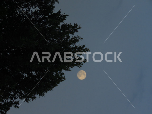 ظهور اكتمال القمر بالسماء مع شجرة ظليلة في الليل , ليلة سطوع ضوء القمر   