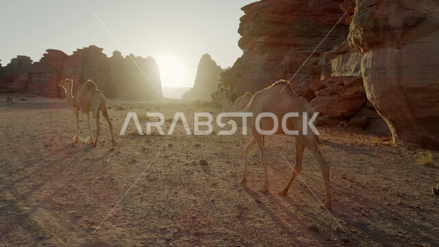 مجموعة من حيوان الإبل تسير في وسط الصحراء، المناظر الطبيعية في المناطق الصحراوية في المملكة العربيه السعودية، معالم اثرية تاريخية قديمة، التكوينات الصخرية في محافظة العلا، القمم والمرتفعات الجبلية وسط البيئة الرمليه، محميات طبيعية برية للعناية بالجمال