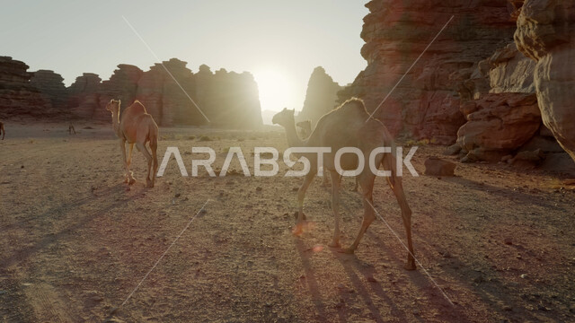 مجموعة من حيوان الإبل تسير في وسط الصحراء، المناظر الطبيعية في المناطق الصحراوية في المملكة العربيه السعودية، معالم اثرية تاريخية قديمة، التكوينات الصخرية في محافظة العلا، القمم والمرتفعات الجبلية وسط البيئة الرمليه، محميات طبيعية برية للعناية بالجمال