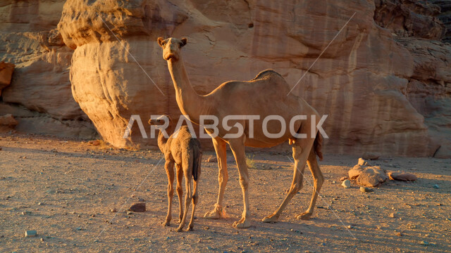 صورة مقربة لحيوان الإبل تسير في وسط الصحراء، المناظر الطبيعية في المناطق الصحراوية في المملكة العربيه السعودية، معالم اثرية تاريخية قديمة، التكوينات الصخرية في محافظة العلا، القمم والمرتفعات الجبلية وسط البيئة الرمليه، محميات طبيعية برية للعناية بالجمال
