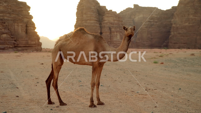 صورة مقربة لحيوان الإبل تسير في وسط الصحراء، المناظر الطبيعية في المناطق الصحراوية في المملكة العربيه السعودية، معالم اثرية تاريخية قديمة، التكوينات الصخرية في محافظة العلا، القمم والمرتفعات الجبلية وسط البيئة الرمليه، محميات طبيعية برية للعناية بالجمال