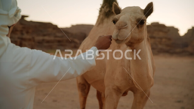 محميات طبيعية برية للعناية بالجمال، صورة مقربة لحيوان الإبل تسير في وسط الصحراء، المناظر الطبيعية في المناطق الصحراوية في المملكة العربيه السعودية، معالم اثرية تاريخية قديمة، التكوينات الصخرية في محافظة العلا، القمم والمرتفعات الجبلية وسط البيئة الرمليه