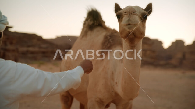 محميات طبيعية برية للعناية بالجمال، صورة مقربة لحيوان الإبل تسير في وسط الصحراء، المناظر الطبيعية في المناطق الصحراوية في المملكة العربيه السعودية، معالم اثرية تاريخية قديمة، التكوينات الصخرية في محافظة العلا، القمم والمرتفعات الجبلية وسط البيئة الرمليه