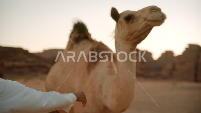 Wild natural reserves for camel care, a group of camels walking in the middle of the desert, natural landscapes in the desert areas in the Kingdom of Saudi Arabia, ancient historical monuments, rock formations in Al-Ula Governorate, mountain peaks and heights in the sandy environment.