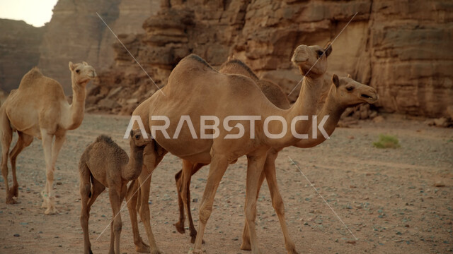 Wild natural reserves for camel care, a group of camels walking in the middle of the desert, natural landscapes in the desert areas in the Kingdom of Saudi Arabia, ancient historical monuments, rock formations in Al-Ula Governorate, mountain peaks and heights in the sandy environment.