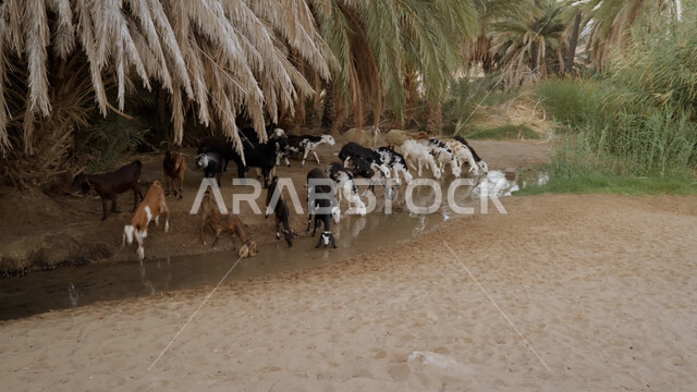 Livestock in Saudi Arabia, the concept of attention and care for ...