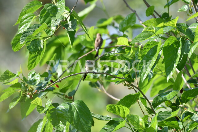 حدائق برية لتربية العصافير، الاستمتاع بالمناظر الطبيعية، عصفور صغير يقف على غصن شجرة مورقة في وقت النهار، محمية لتربية الطيور في المملكة العربية السعودية