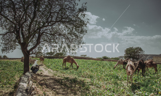 مناظر طبيعية وجميلة في المملكة العربية السعودية ، معالم زراعية واسعة ، جمال الطبيعة الزراعية
