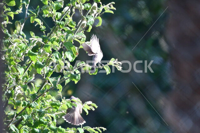 طائران صغيران يحلقان بين أغصان الأشجار في وضح النهار، العناية والاهتمام بالطيور النادرة في السعودية، المناظر الطبيعية الخضراء، محميات وحدائق لرعاية العصافير والحيوانات في المملكة