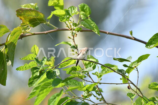 العناية والاهتمام بالطيور النادرة في السعودية، صورة مقربة لطائر صغير يقف على غصن شجرة في وضح النهار، حدائق ومحميات لرعاية العصافير والحيوانات في المملكة، الاستمتاع بالمناظر الطبيعية