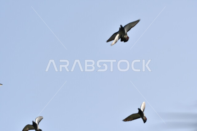 مجموعة من الطيور تحلق في السماء الصافية وقت النهار, محمية طبيعية لتربية الحيوانات الطائرة في المملكة العربية السعودية, حدائق الحيوان والمحميات البرية لرعاية العصافير