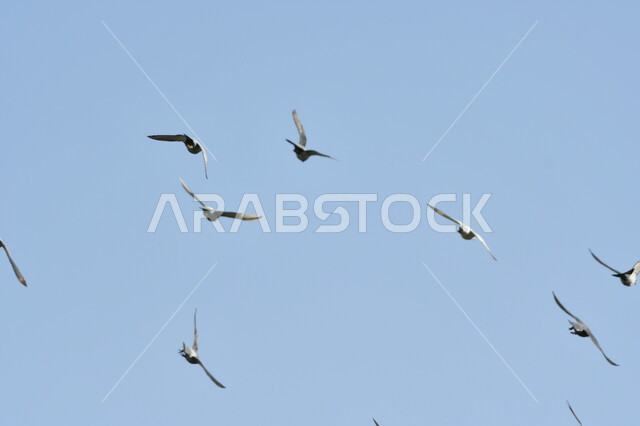 محمية طبيعية لتربية الحيوانات الطائرة في المملكة العربية السعودية, مجموعة من الطيور تحلق في السماء الصافية وقت النهار, حدائق الحيوان والمحميات البرية لرعاية العصافير
