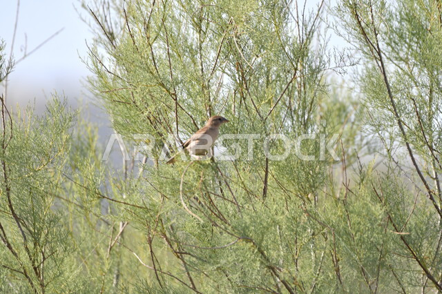 المحميات البرية وحدائق الحيوان لرعاية العصافير والحيوانات ، محمية طبيعية لتربية الطيور في المملكة العربية السعودية, صورة مقربة لطائر يقف على غصن شجرة في وقت النهار
