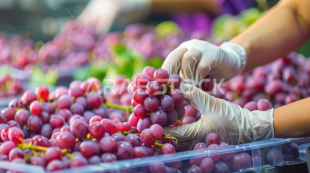 فاكهة العنب في صندوق بلاستيكي، صورة مقربة لأيدي عامل عربي خليجي سعودي يرتدي قفازات يقوم بفرز الفاكهة داخل المصنع، فواكه طازجة لذيذة، نظام غذائي مفيد، وجبات صحية ذات قيمة عالية