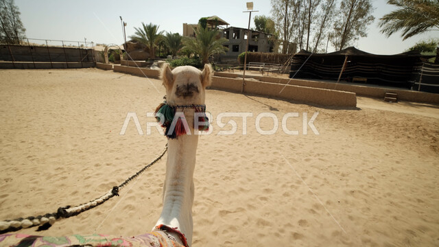 استخدام الإبل في التنقل، وسائل النقل التقليدية القديمة في المملكة العربية السعودية، صورة مقربة من الخلف لحيوان الجمل في قرية شعبية، الاهتمام بزارعة أشجار في القرى