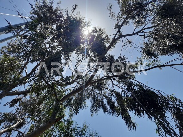 الأشجار والبيئة الطبيعية وقت النهار، مناطق وأماكن عائلية للتنزه والترفيه والمتعة، الحديقة العامة في منطقة المندق بمدينة الباحة، المعالم السياحية المشهورة، الاهتمام بالمنتزهات والحدائق في المملكة العربية السعودية