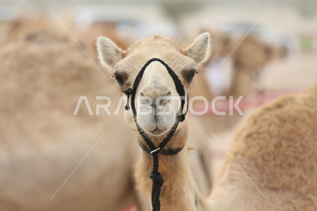 معالم اثرية تاريخية قديمة, المناظر الطبيعية في المناطق الصحراوية في الامارات العربية المتحدة، محميات طبيعية برية للعناية بالجمال، صورة مقربة لحيوان الإبل تسير في وسط الصحراء