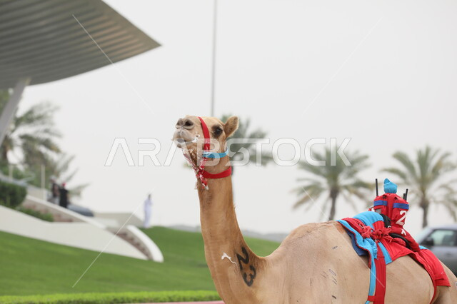 Interest in growing green plants and palm trees, wild natural reserves for beauty care, a close-up of a camel walking in the middle of the desert, landscapes in the desert areas in the United Arab Emirates, ancient historical monuments.