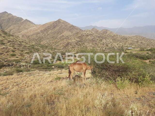 المرتفعات والقمم الجبلية بالمملكة العربية السعودية، الإهتمام والرعاية بالمواشي، محميات طبيعية لتربية الجمال، الأعشاب والنباتات الشوكية البرية، المعالم والأماكن السياحية المشهورة، قريه مطير العيش التراثيه في منطقه جرداء بن علي في محافظه الحجره في منطقه الباحه