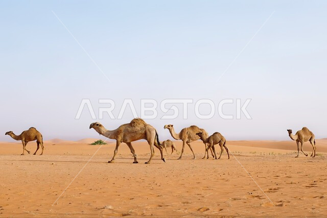 مجموعة من الجمال تسير على الرمال الذهبية الناعمة في المناطق الصحراوية، مفهوم تربية ورعاية الإبل في الصحراء، الاهتمام والعناية بالثدييات  في المملكة العربية السعودية