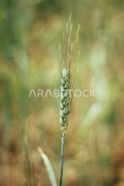 Turan wheat (Khorasan wheat), known commercially as Kamut in the Kingdom of  Saudi Arabia, a plant