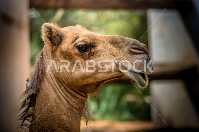 الجمل (الأبل) من الحيوانات الصحراوية شديدة الصبر والتحمل  في المملكة العربية السعودية , صورة مقربة , فوكس لزاوية وجه الجمل المضحك , الجمل سفينة الصحراء , السياحة الصحراوية 