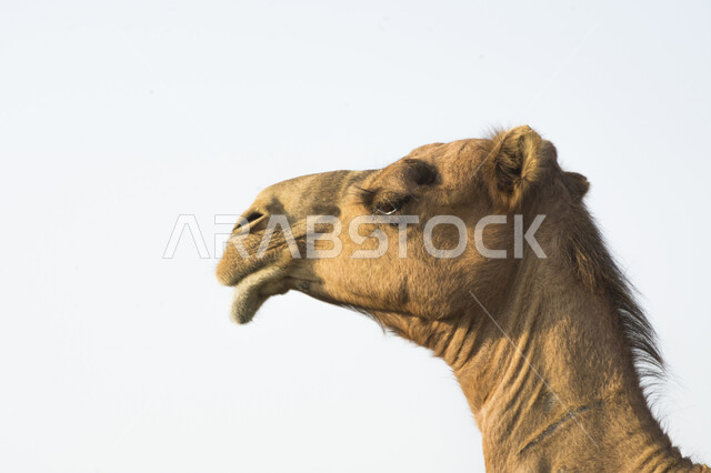 Purebred dromedary, camel and camel breeding in the Kingdom of Saudi Arabia, old means of transportation, concept of traveling on animals, white background