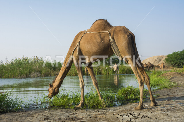 العناية بالابل في المناطق الصحراوية, مفهوم تربية الجمال ورعاية المواشي والثدييات في المملكة العربية السعودية ,حيوان الجمل يتغذى على الاعشاب و النباتات البرية في إحدى المحميات الطبيعية البرية, خلفية الطبيعة