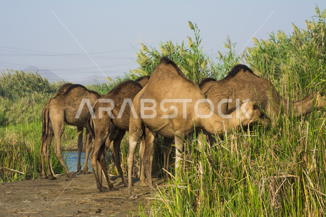 العناية بالابل في المناطق الصحراوية, مفهوم تربية الجمال ورعاية المواشي والثدييات في المملكة العربية السعودية ,حيوان الجمل يتغذى على الاعشاب و النباتات البرية في إحدى المحميات الطبيعية البرية, خلفية الطبيعة