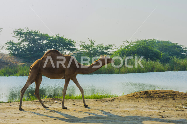 نمو الاعشاب و النباتات البرية في الصحراء, العناية بالابل في المناطق الصحراوية, مفهوم تربية الجمال ورعاية المواشي والثدييات في المملكة العربية السعودية ,حيوان الجمل في إحدى المحميات الطبيعية البرية, خلفية الطبيعة