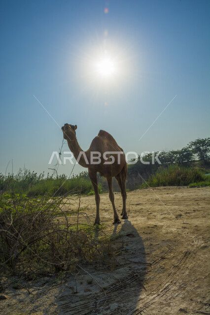 حيوان الجمل في إحدى المحميات الطبيعية البرية, العناية بالابل في المناطق الصحراوية، مفهوم تربية الجمال ورعاية المواشي والثدييات في المملكة العربية السعودية، نمو الاعشاب و النباتات البرية في الصحراء, خلفية الشمس في السماء الزرقاء الصافية