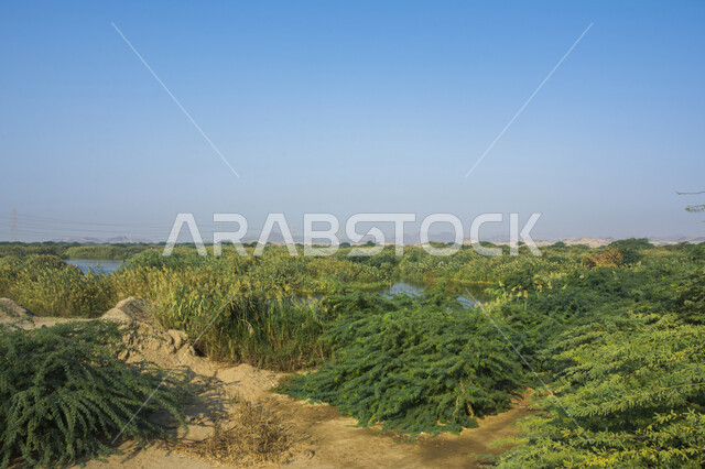الاستمتاع بالمناظر الطبيعية في وقت النهار، منظر السماء الزرقاء الصفية في المملكة العربية السعودية, أماكن النزهات والرحلات السياحية, نمو الاعشاب والنباتات الخضراء، المساحات و الأراضي الزراعية الواسعة