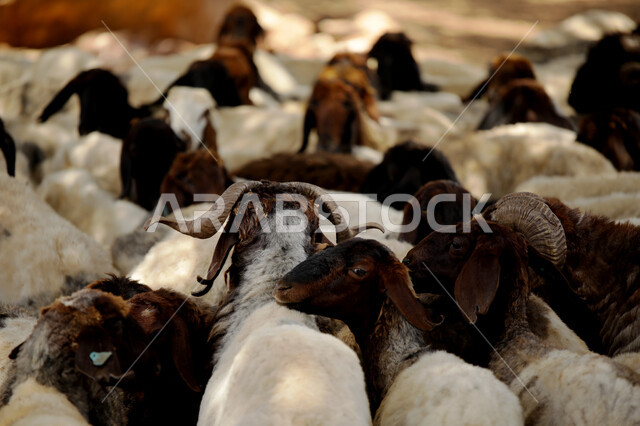 قطيع من حيوان الماعز متجمعين حول بعضهم, الثروات الحيوانية في المملكة العربية السعودية, رعي الخرفان والمواشي, الاهتمام والعناية بالأغنام والثدييات, أضحية عيد الأضحي المبارك, محميات ومزارع طبيعية للعناية بالثدييات والماشية