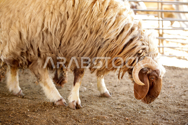 أضحية عيد الأضحى المبارك, صورة مقربة لكبش كبير, الثروات الحيوانية في المملكة العربية السعودية, رعي الخرفان والمواشي, الاهتمام والعناية بالأغنام والثدييات, محميات ومزارع طبيعية للعناية بالثدييات والماشية