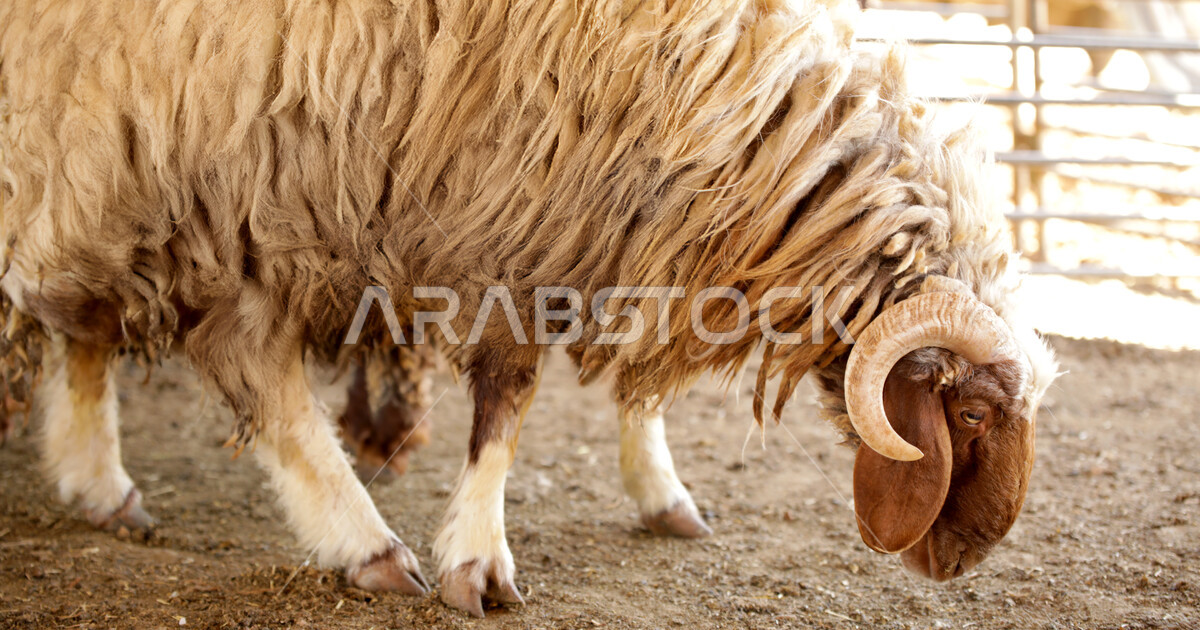 Eid al-Adha sacrifice, a close-up of a large ram, livestock in the ...