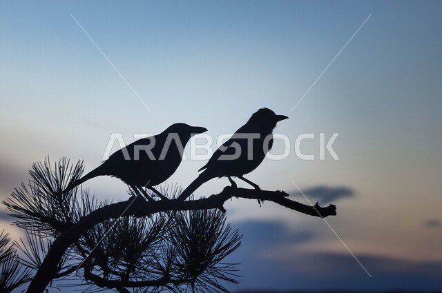 حدائق الحيوان والمحميات البرية لرعاية العصافير والحيوانات, الاستمتاع بمنظر الطبيعة والسماء الصافية، محمية طبيعية لتربية الطيور في المملكة العربية السعودية, صورة ظلية لعصفورين يقفان على غصن شجرة, سيلوييت