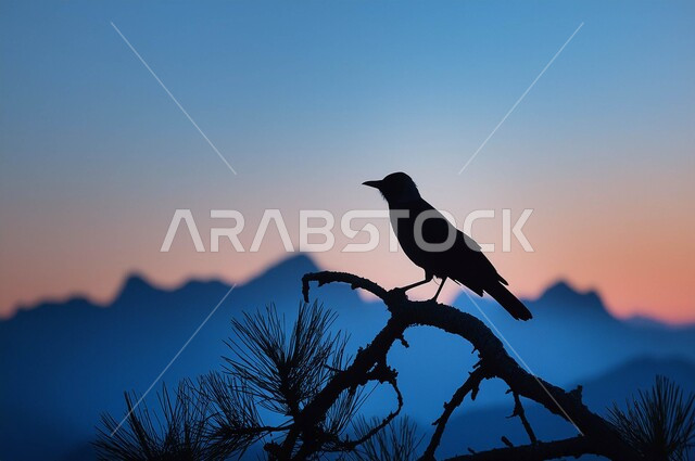 Silhouette of a bird standing on a tree branch, zoos and wildlife reserves for taking care of birds and animals, enjoying the view of nature and the clear sky, a natural reserve for breeding birds in the Kingdom of Saudi Arabia, Silhouette