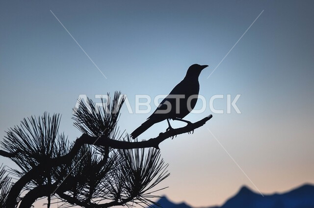 صورة ظلية لعصفور يقف على غصن شجرة, حدائق الحيوان والمحميات البرية لرعاية العصافير والحيوانات, الاستمتاع بمنظر الطبيعة والسماء الصافية، محمية طبيعية لتربية الطيور في المملكة العربية السعودية, سيلوييت