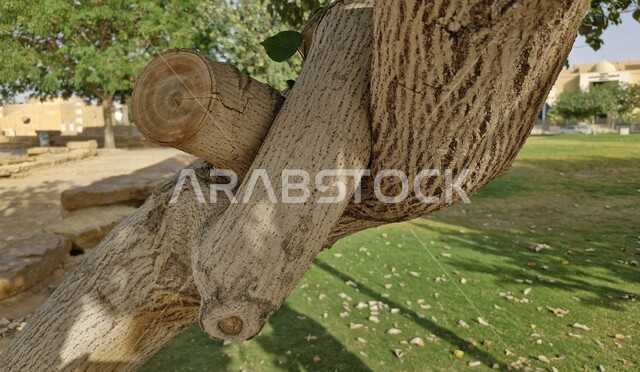 الشجرة الملتوية الغامضة في حديقة الملك عبد العزيز في الرياض, ظواهر طبيعية غريبة ونادرة, حدائق ومنتزهات عائلية ترفيهية, الطبيعة الخضراء في المملكة العربية السعودية, أشجار فريدة قليلة الوجود, معالم مشهورة في العاصمة