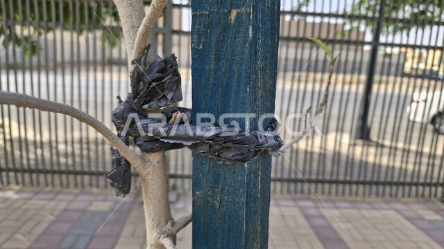 حدائق ومنتزهات عائلية ترفيهية, الشجرة الملتوية الغامضة في حديقة الملك عبد العزيز في الرياض, ظواهر طبيعية غريبة ونادرة, الطبيعة الخضراء في المملكة العربية السعودية, أشجار فريدة قليلة الوجود, معالم مشهورة في العاصمة