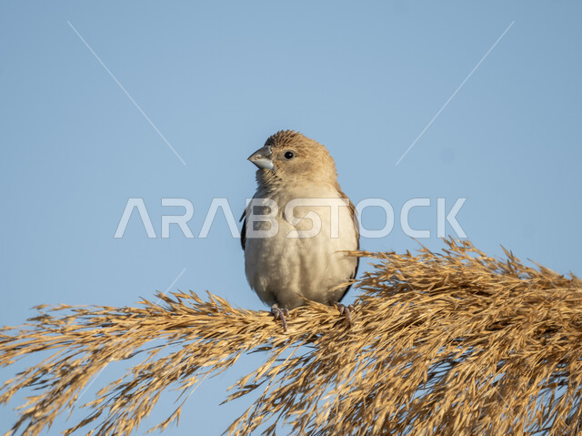 محمية طبيعية لتربية الطيور في المملكة العربية السعودية, عصفور  يقف على غصن شجرة في النهار, حدائق الحيوان والمحميات البرية لرعاية العصافير والحيوانات, الاستمتاع بمنظر الطبيعة والسماء الصافية
