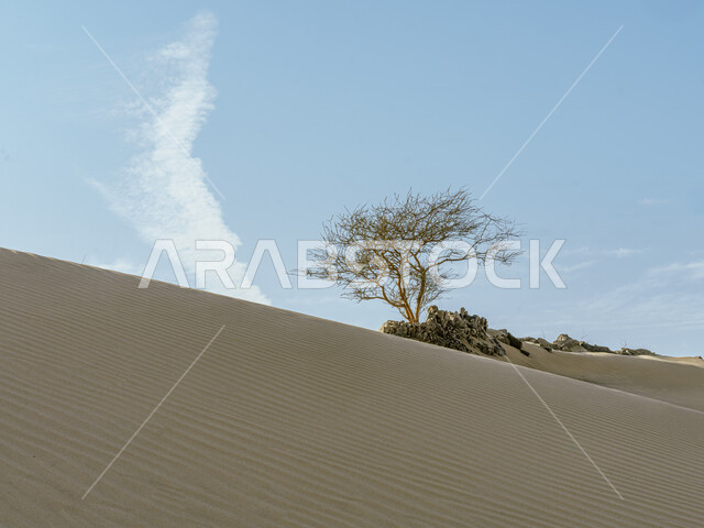 Sand dunes in the desert of Saudi Arabia, a bare tree amid the soft golden sand in the deserts of the Arabian Peninsula, hills and plateaus in the prairies