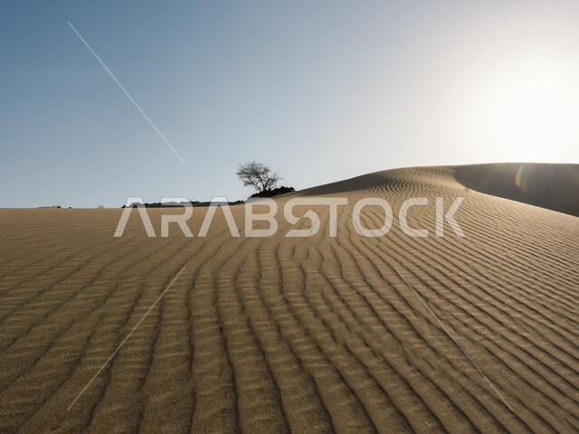 الكثبان الرملية في صحراء المملكة العربية السعودية ، شجرة عارية وسط الرمال الذهبية الناعمة في صحاري شبه الجزيرة العربية، التلال والهضاب في البراري