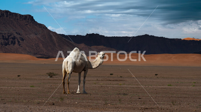 Nature reserves for camel breeding, a camel standing on the soft golden sands in the desert areas of the Kingdom of Saudi Arabia, dunes and mountain heights in the desert, deserts of the Arabian Peninsula